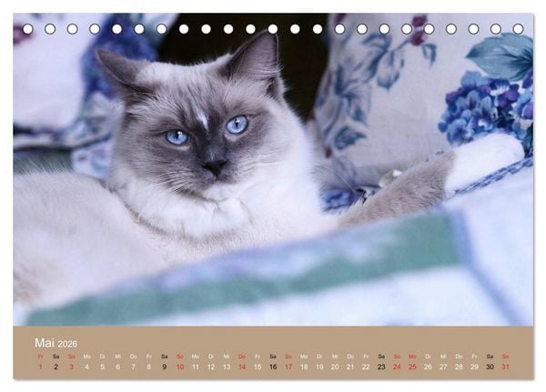 Produktbild: Verliebt in Ragdolls ... die sanfte Katzenrasse (Tischkalender 2026 DIN A5 quer), CALVENDO Monatskalender
