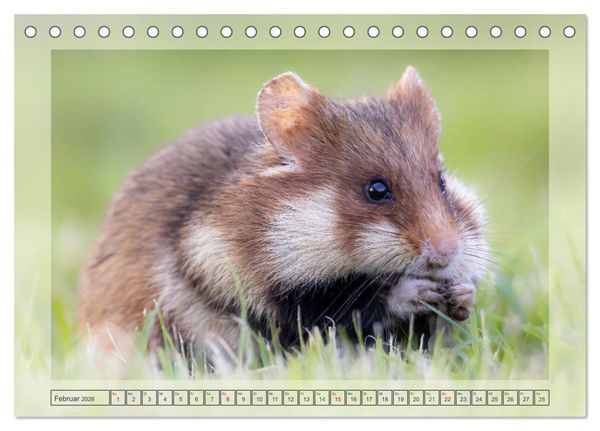 Produktbild: S&uuml;&szlig;e Nager (Tischkalender 2026 DIN A5 quer), CALVENDO Monatskalender