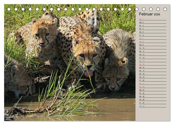 Produktbild: Geparden - Ein Leben in Afrika (Tischkalender 2026 DIN A5 quer), CALVENDO Monatskalender