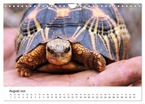 Produktbild: Tiere Madagaskars (Wandkalender 2026 DIN A4 quer), CALVENDO Monatskalender
