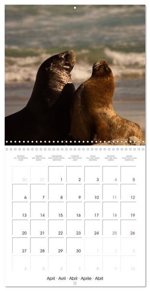Produktbild: Rencontres animali&egrave;res (Calendrier mural carr&eacute; 2026 30x30 cm) Calendrier double avec une page pour vos prises de notes