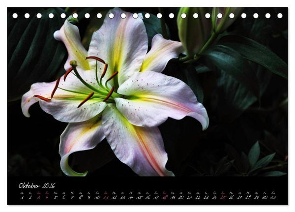 Produktbild: Soul-Jazz - Visuelle Musik der Blumen (Tischkalender 2026 DIN A5 quer), CALVENDO Monatskalender