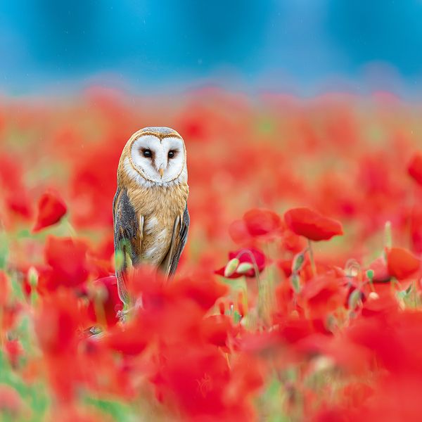 Produktbild: Magic Owls 2024
