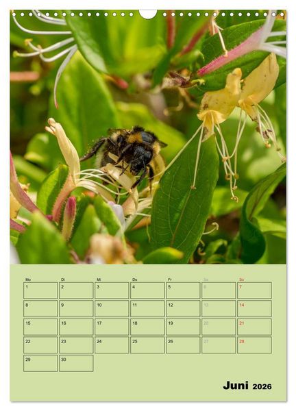 Produktbild: Bienenplaner (Wandkalender 2026 DIN A3 hoch), CALVENDO Monatskalender