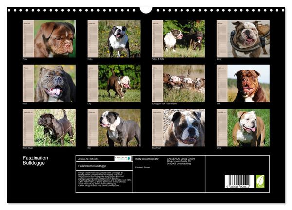 Produktbild: Faszination Bulldogge (Wandkalender 2026 DIN A3 quer), CALVENDO Monatskalender