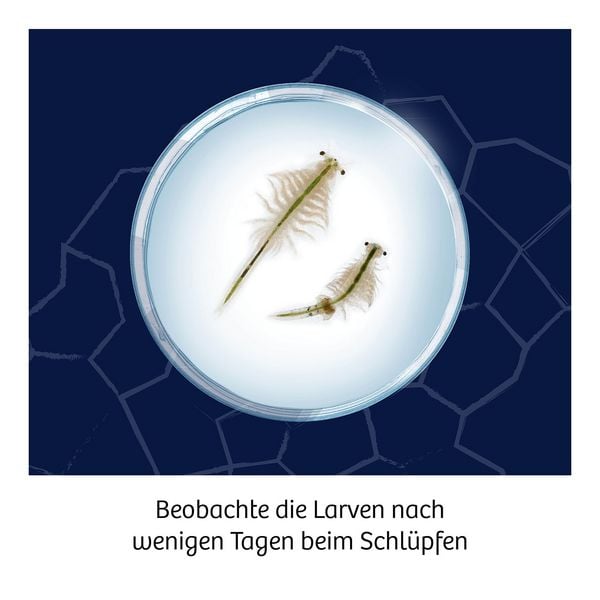 Produktbild: Fun Science Saltwater Creatures INT