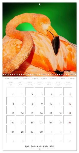 Produktbild: Wonderful Birds (Wall Calendar 2026 12 &times; 12 Inch) CALVENDO 12 Month Wall Calendar