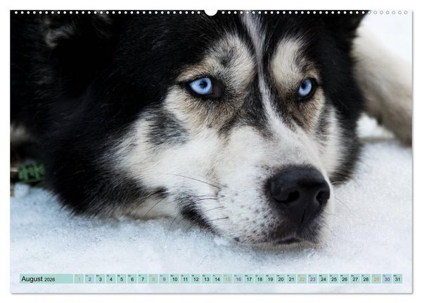 Produktbild: Huskies - Tolle Gef&auml;hrten (Wandkalender 2026 DIN A2 quer), CALVENDO Monatskalender