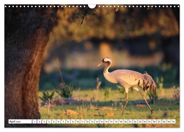 Produktbild: V&ouml;gel in der Extremadura (Wandkalender 2027 DIN A3 quer), CALVENDO Monatskalender