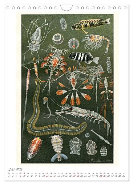 Produktbild: Formenspiele der Evolution. Chromolithographien des 19. Jahrhunderts (Wandkalender 2026 DIN A4 hoch), CALVENDO Monatskalender
