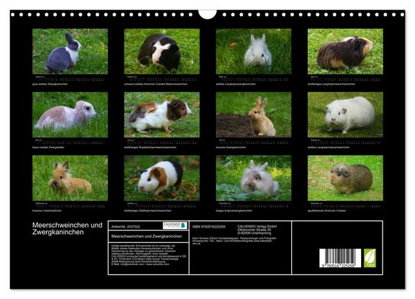 Produktbild: Meerschweinchen und Zwergkaninchen (Wandkalender 2026 DIN A3 quer), CALVENDO Monatskalender