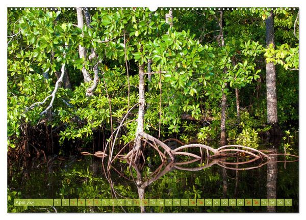 Produktbild: Mangroves - Valuable Habitat (High Quality Premium Wall Calendar 2026 DIN A2 landscape),CALVENDO 12 Month Wall Calendar