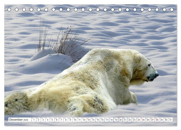 Produktbild: Wildlife of the Tundra (Desk Calendar 2026 DIN A5 landscape), CALVENDO 12 Month DeskCalendar