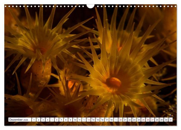 Produktbild: unterwasser makro 2026 (Wandkalender 2026 DIN A3 quer), CALVENDO Monatskalender