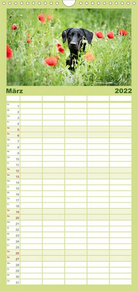 Produktbild: Familienplaner Labrador Trio - 3 Farben, 3 Freunde (Wandkalender 2022 , 21 cm x 45 cm, hoch)