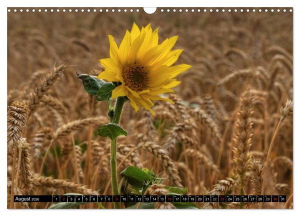 Produktbild: Zeit f&uuml;r Sonnenblumen (Wandkalender 2026 DIN A3 quer), CALVENDO Monatskalender