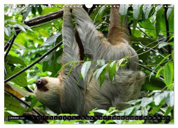 Produktbild: Regenwald &bull; Tiere im Dschungel (Wandkalender 2026 DIN A3 quer), CALVENDO Monatskalender