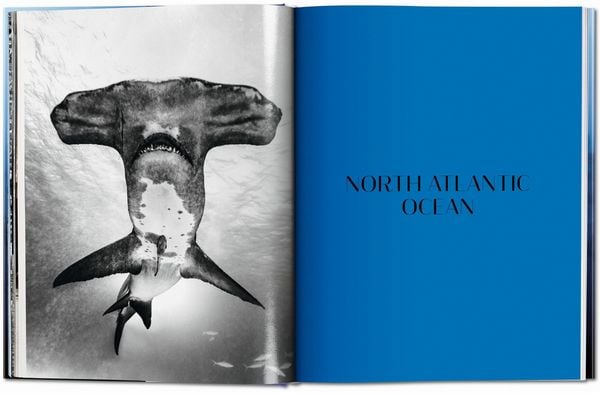 Produktbild: Michael Muller. Sharks