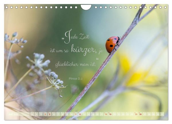 Produktbild: Marienk&auml;fer & Zitate - Sieben Punkte zum Gl&uuml;ck (Wandkalender 2026 DIN A4 quer), CALVENDO Monatskalender