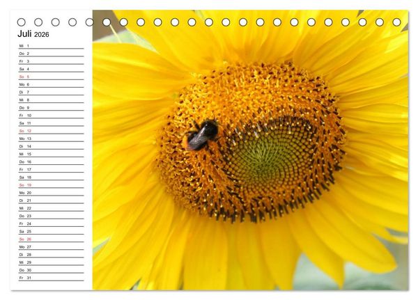 Produktbild: Sonnenblumen Impressionen (Tischkalender 2026 DIN A5 quer), CALVENDO Monatskalender