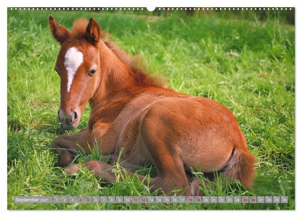Produktbild: The Magic of Happy Foals (High Quality Premium Wall Calendar 2027 DIN A2 landscape),CALVENDO 12 Month Wall Calendar