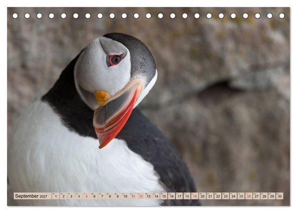 Produktbild: Papageitaucher - Puffins (Tischkalender 2027 DIN A5 quer), CALVENDO Monatskalender