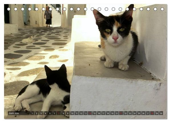 Produktbild: SAMTPFOTEN auf Mykonos (Tischkalender 2026 DIN A5 quer), CALVENDO Monatskalender