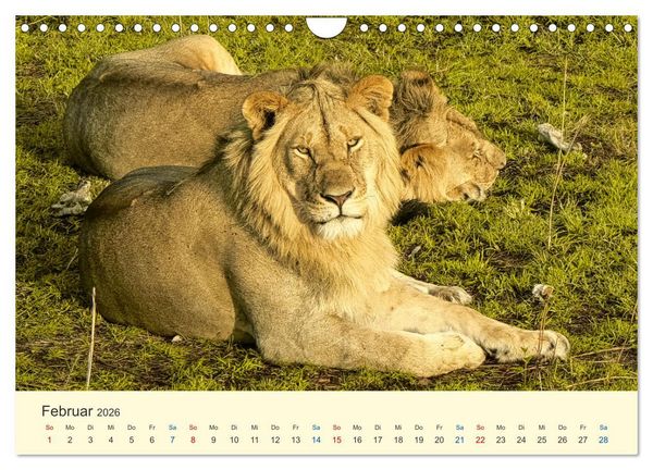 Produktbild: Safari in Kenia (Wandkalender 2026 DIN A4 quer), CALVENDO Monatskalender