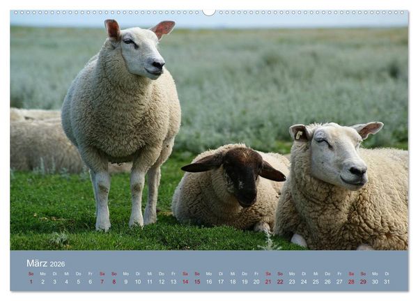 Produktbild: Westerhever (hochwertiger Premium Wandkalender 2026 DIN A2 quer), Kunstdruck in Hochglanz