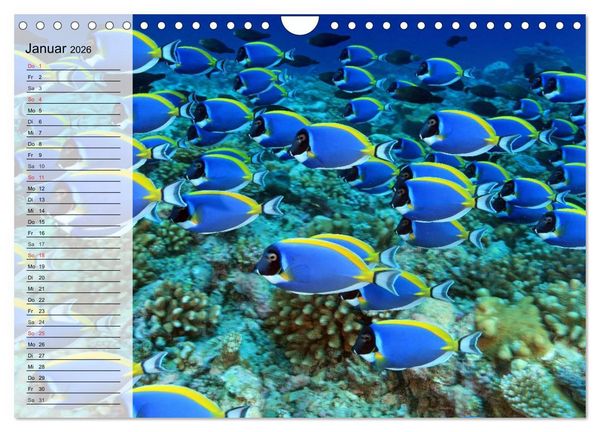 Produktbild: Paradiese im ewigen Blau. Die bunte Unterwasserwelt (Wandkalender 2026 DIN A4 quer), CALVENDO Monatskalender