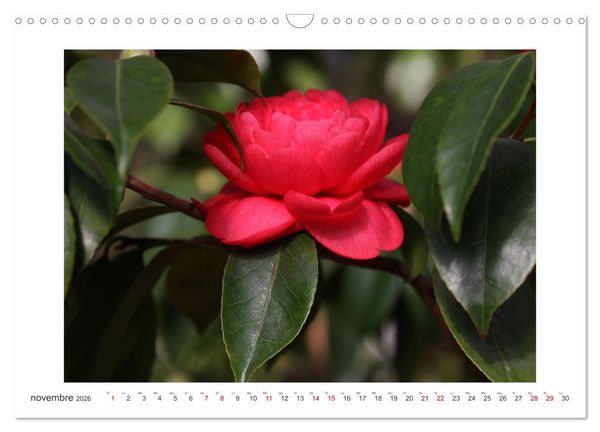 Produktbild: Cam&eacute;lias mystiques (Calendrier mural 2026 DIN A3 vertical), CALVENDO calendrier mensuel