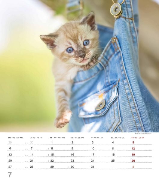 Produktbild: Niedliche Katzenkinder 2026 - Wand-Kalender - Tier-Kalender - 30x34