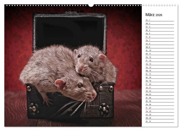 Produktbild: Ratten. Kleine Nager, gro&szlig;es Herz. (hochwertiger Premium Wandkalender 2026 DIN A2 quer), Kunstdruck in Hochglanz