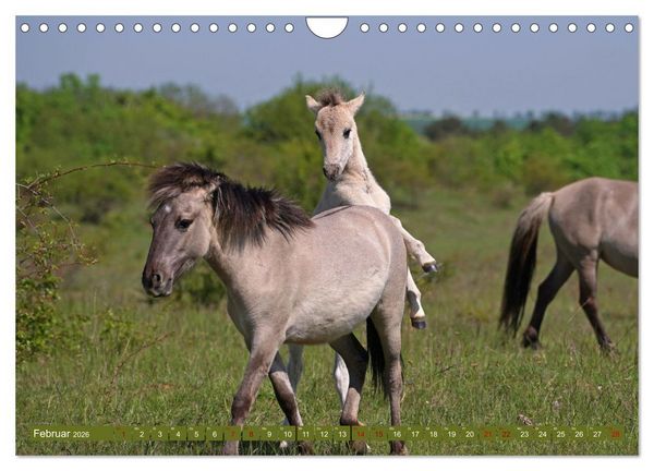 Produktbild: Mutterliebe - Konik Fohlen und Stute (Wandkalender 2026 DIN A4 quer), CALVENDO Monatskalender
