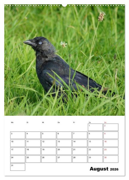 Produktbild: Rabenv&ouml;gel Terminplaner (hochwertiger Premium Wandkalender 2026 DIN A2 hoch), Kunstdruck in Hochglanz