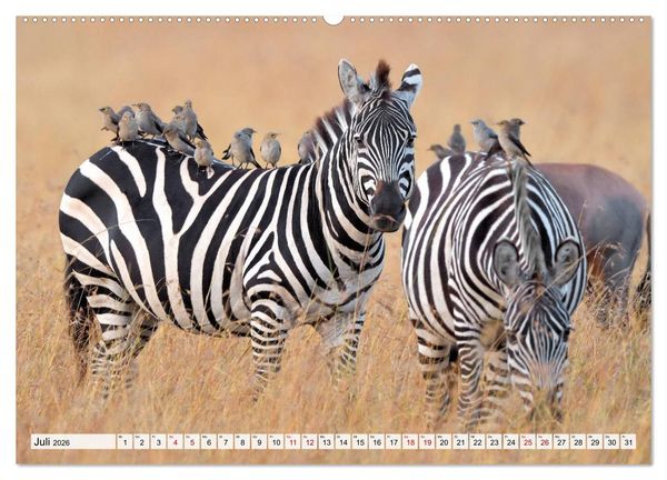 Produktbild: Faszination Afrika: Zebras (hochwertiger Premium Wandkalender 2026 DIN A2 quer), Kunstdruck in Hochglanz