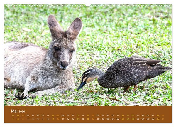 Produktbild: K&auml;ngurus, sprunghafte Gesellen (hochwertiger Premium Wandkalender 2026 DIN A2 quer), Kunstdruck in Hochglanz