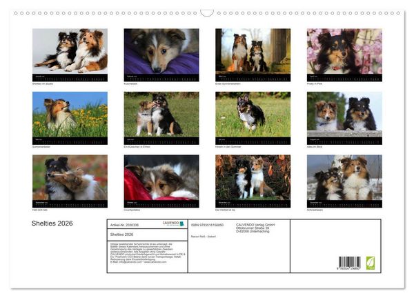 Produktbild: Shelties 2026 (Wandkalender 2026 DIN A2 quer), CALVENDO Monatskalender