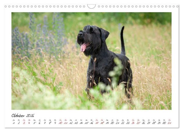 Produktbild: Mit dem Riesenschnauzer durch das Jahr (Wandkalender 2026 DIN A3 quer), CALVENDO Monatskalender