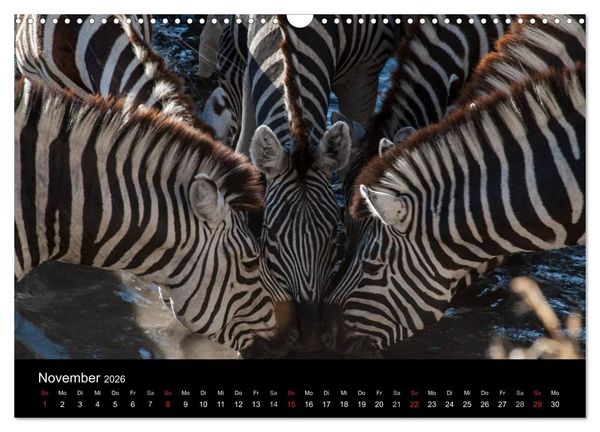 Produktbild: Zebras - Faszination der Streifen (Wandkalender 2026 DIN A3 quer), CALVENDO Monatskalender