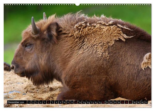 Produktbild: Wisent und Bison (Wandkalender 2026 DIN A2 quer), CALVENDO Monatskalender