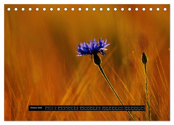 Produktbild: Bl&uuml;ten-Zauber am Wegesrand 2026 (Tischkalender 2026 DIN A5 quer), CALVENDO Monatskalender