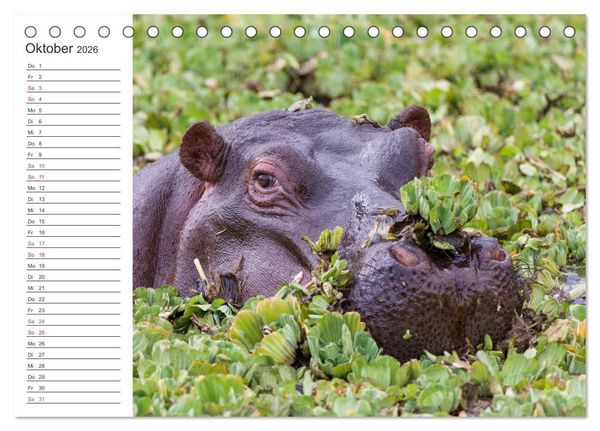 Produktbild: Emotionale Momente: Nilpferde hautnah (Tischkalender 2026 DIN A5 quer), CALVENDO Monatskalender