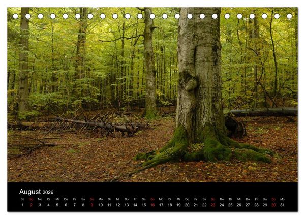 Produktbild: B&auml;ume (Tischkalender 2026 DIN A5 quer), CALVENDO Monatskalender
