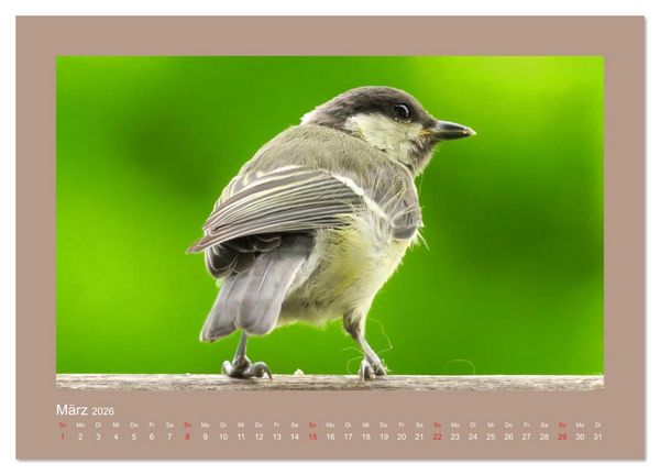 Produktbild: Vogelportr&auml;ts - Heimische V&ouml;gel auf meinem Balkon (hochwertiger Premium Wandkalender 2026 DIN A2 quer), Kunstdruck in Hochglanz