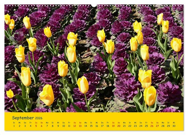 Produktbild: Tulpentraum (Wandkalender 2026 DIN A2 quer), CALVENDO Monatskalender