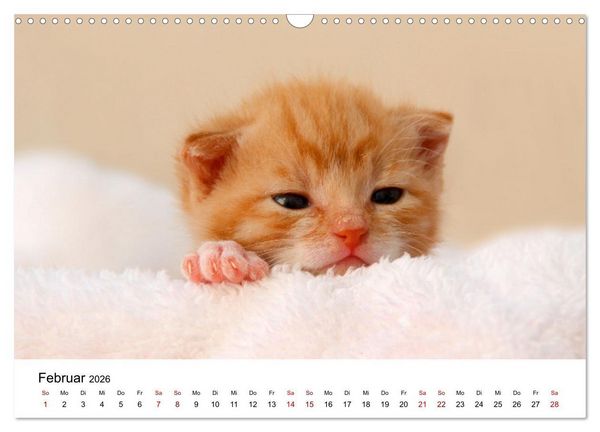 Produktbild: Katzenbabys (Wandkalender 2026 DIN A3 quer), CALVENDO Monatskalender