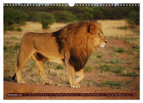 Produktbild: Afrikas wilde Sch&ouml;nheiten (Wandkalender 2026 DIN A3 quer), CALVENDO Monatskalender