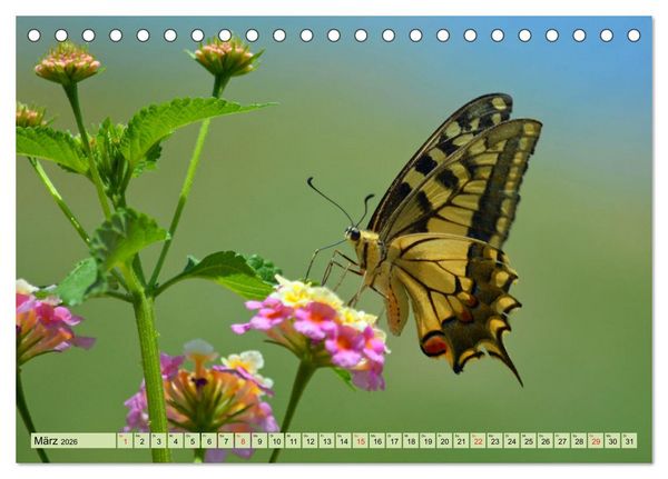 Produktbild: Farbenpracht der Insekten (Tischkalender 2026 DIN A5 quer), CALVENDO Monatskalender
