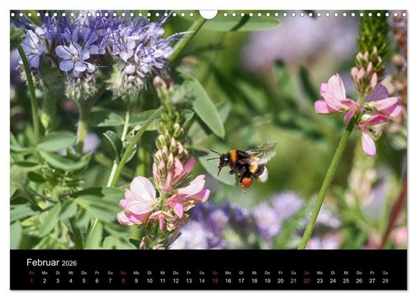 Produktbild: Hummelflug (Wandkalender 2026 DIN A3 quer), CALVENDO Monatskalender